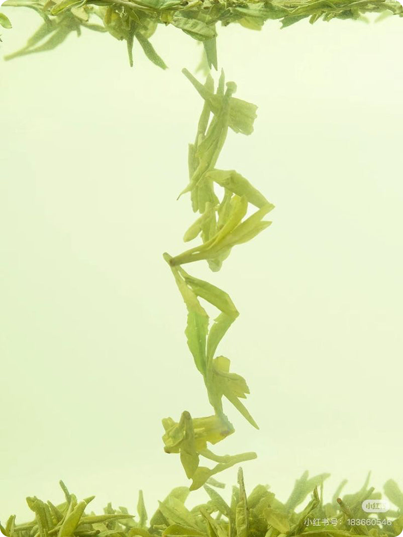 White tea – “Green Snow Buds”